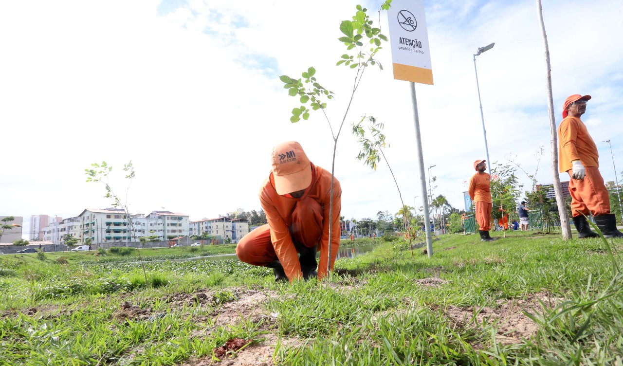 operário planta muda no parque rachel  queiroz